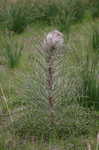 Yellow thistle <BR>Purple thistle